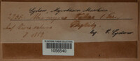 Uromyces viciae-fabae image
